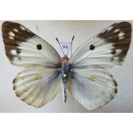 Colias hyale (Linnaeus, 1758) Szlaczkoń siarecznik Czech94